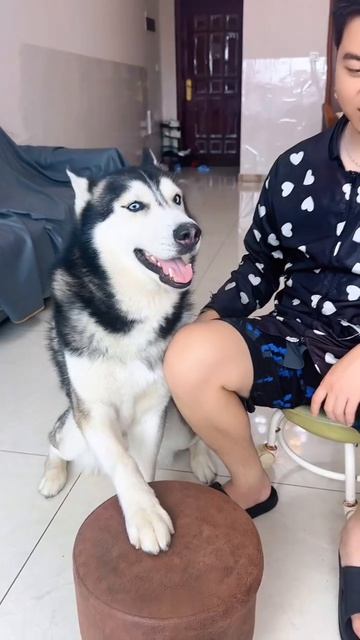 Хаски😁