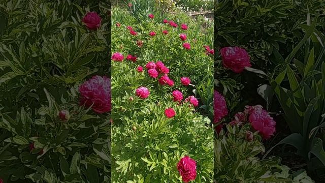 Мои любимые Пионы. #trending #subscribe #музыка #shorts #shortvideo #trending #trendingshorts #reels