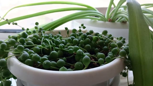 Крестовник Роули зелёный, уход, размножение