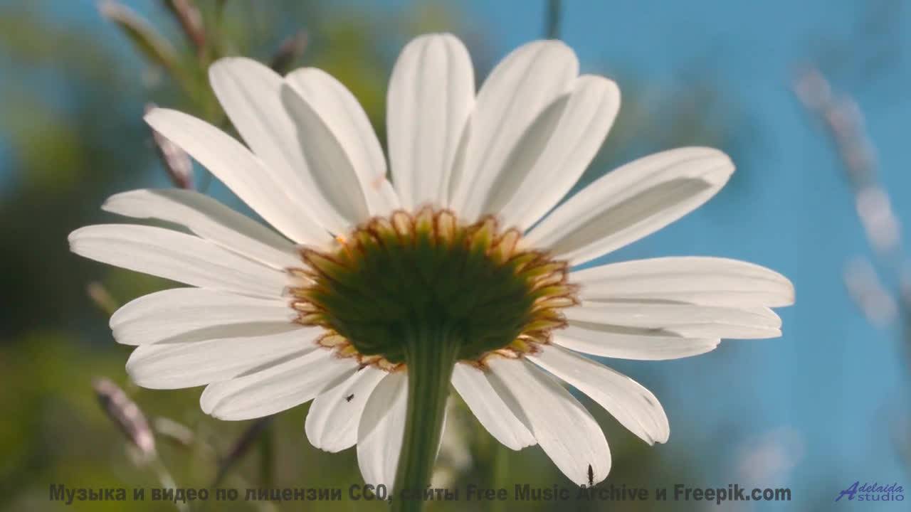 Сердце отдыхает под такие виды и ритмы - No-Clouds -- Ketsa -- Collective Consciousness