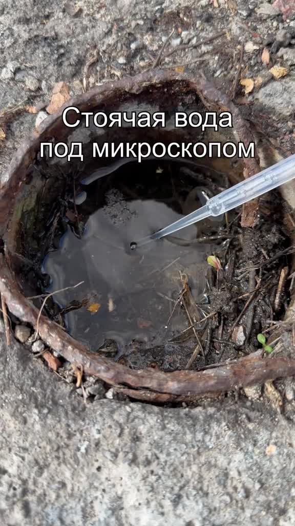 #подмикроскопом #интересно #микроскоп #микромир #наука