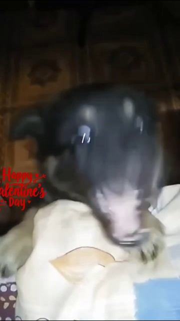 МОЯ СОБАКА🐕_крокодил по кличке МАЛЫШ 😊