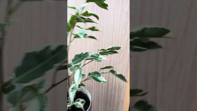 Фикус Бенджамина #фикус