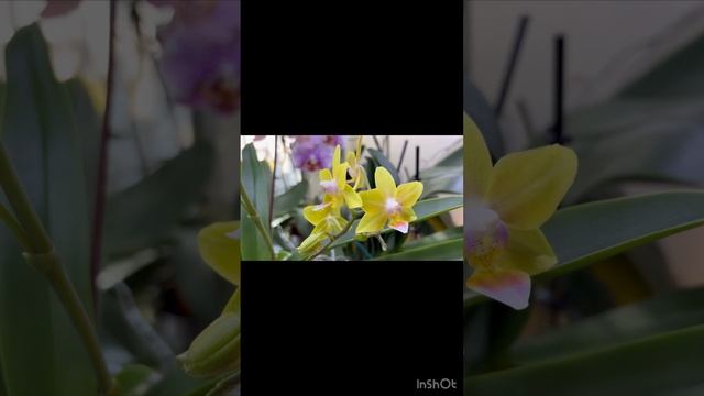 #обзор цветение орхидей февраль ‘25г.  #orchid #phalaenopsis