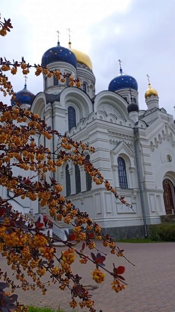 Цветет барбарис🌸