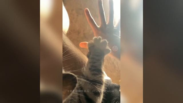 Наш TG https://t.me/liveofcats