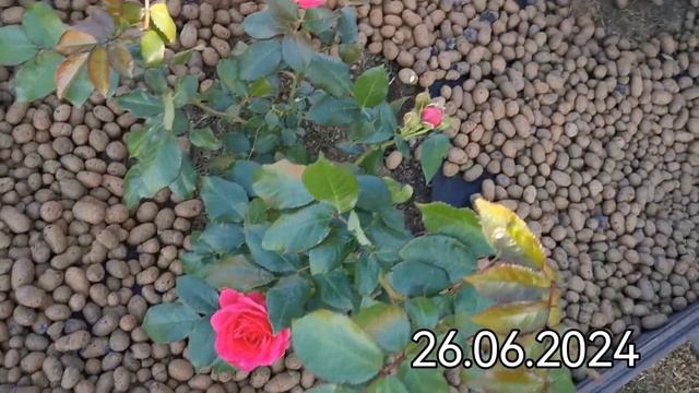 Цветут #розы #Принцесса Анна #Синко де Майо #Минерва #Ма