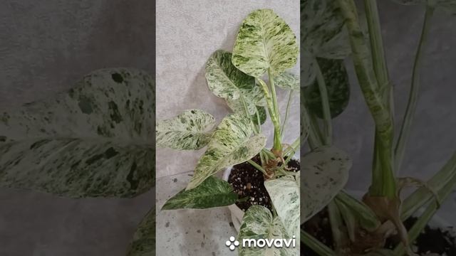 ФИЛОДЕНДРОНЫ
