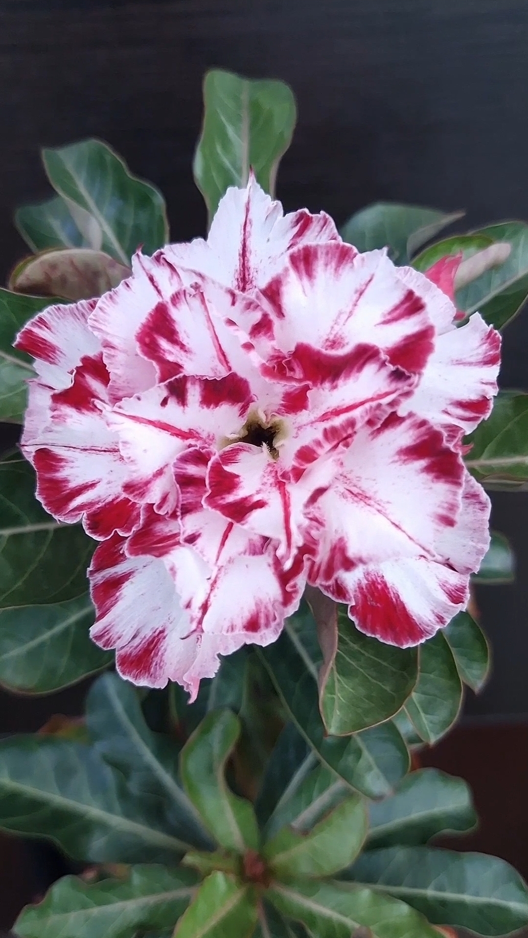 Адениум Black Amaryllis mut.