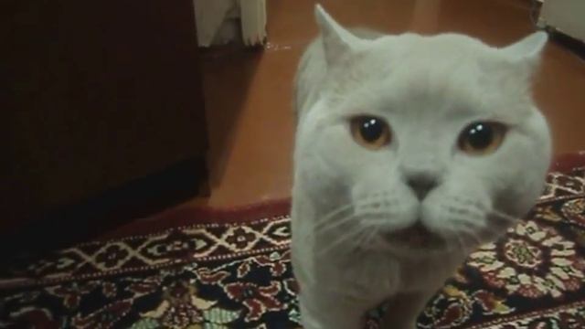 Как прикольно КОТ РУГАЕТСЯ !!!!!...