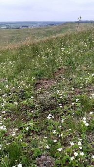 1000068692.mp4 Ягод море, но это не точно, ждём мороза