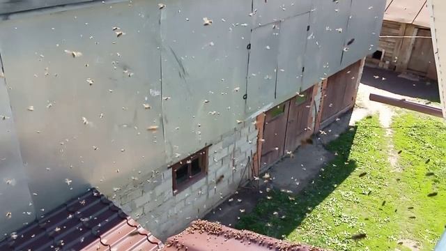 VID_20250517_103346.mp4