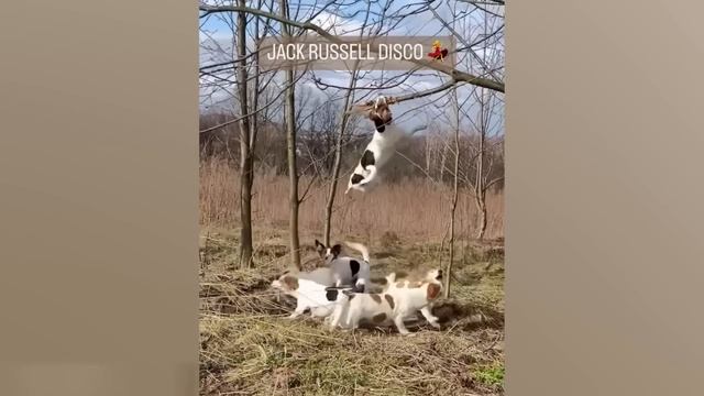 Приколы с котами! С ОЗВУЧКОЙ! - Самые смешные животные!