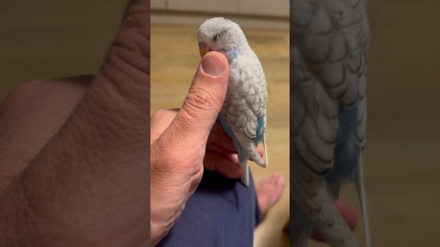 ЛеТаЮщИй КоТоПеС