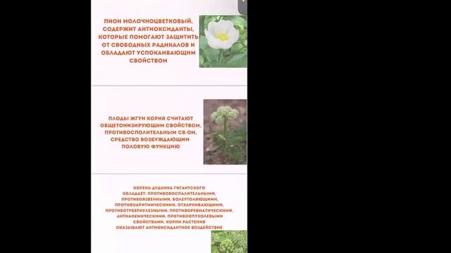 ХИМОХИМ. Спикер Мастер Шаронской Розы Алма Тилеукул
