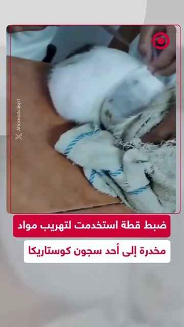 قطة تستخدم لتهريب المخدرات إلى داخل أحد السجون في كوستاريكا