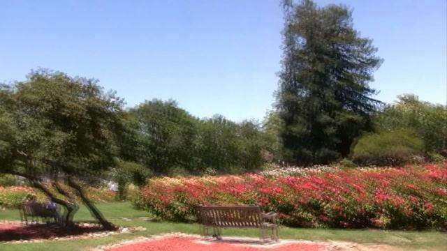 САД РОЗ. San Jose Municipal Rose Garden. California, USA