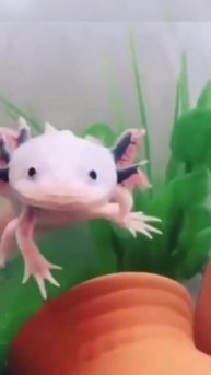 Аксалотль угражает нам!!!!!!