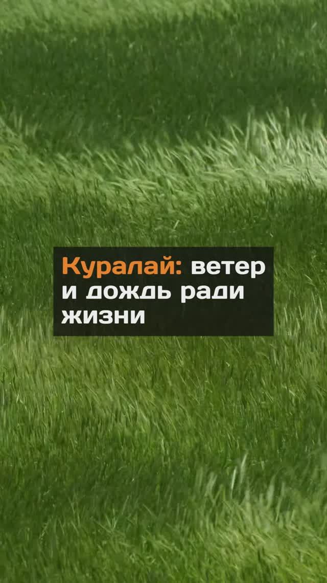 Что такое куралай у казахов?