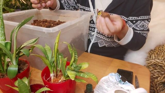 Сансевиерия размножение на керамзите