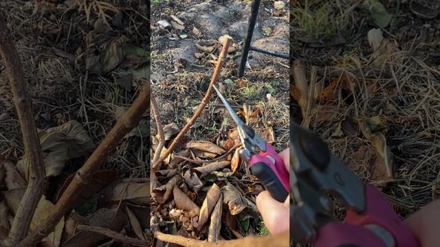 Осенняя обрезка метельчатых – обязательно с запасам