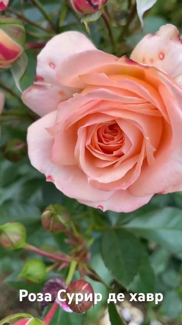Роза Сурир де хавр/ rose Sourire du Havre #садоводство #розарий #roses #розы #цветы