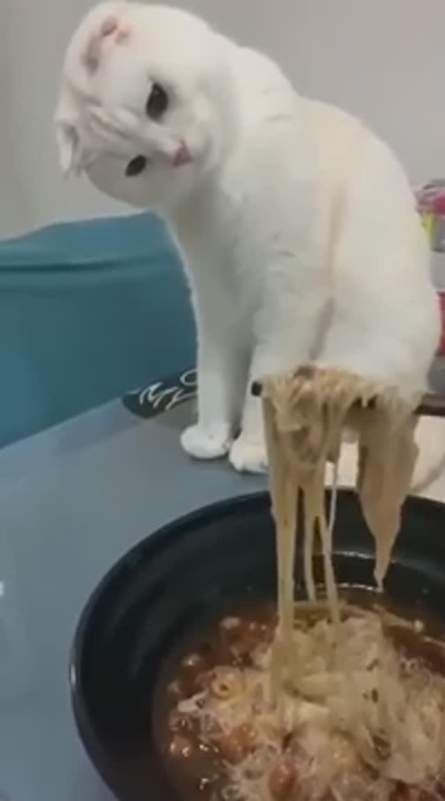 Ну дай кусочек😼Улыбнитесь