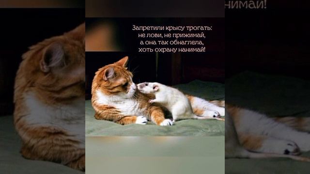 Кото-веселье 😸😺 личный диван 🤣 #приколыскотами #мем