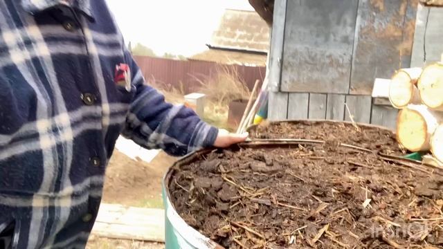 Что у меня выросло в холодную погоду забайкалья