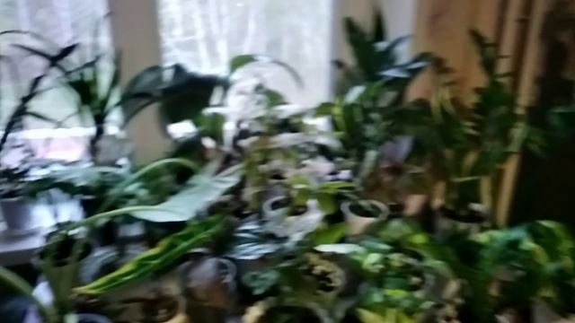 05.05.18.30.Сибирь.Рассада.Увлечение.Цветы.