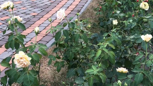 ЦАРСТВО РОЗ в ЖАРКОМ ИЮЛЕ #rose  #flowers  #флористика  #nature