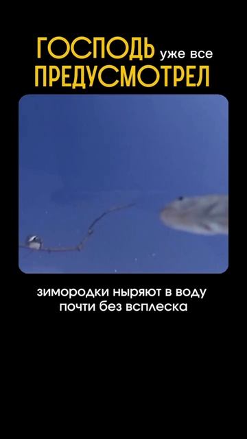 Откуда совершенство природы?