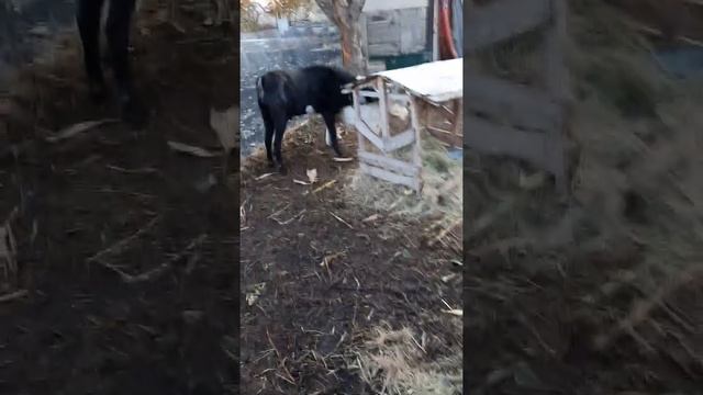 Покрытие козы Белки