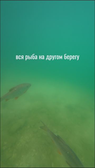 Мы их раскусили…