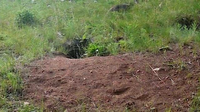 В Красногвардейском районе близ Ишалки барсук попал в фотоловушку Ивана Шартнера. 

Всеядный зверь п