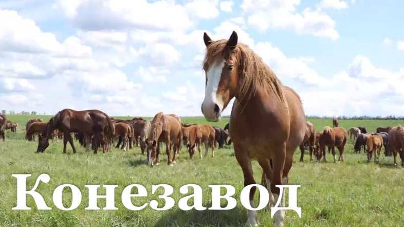 Новоалександровский конезавод