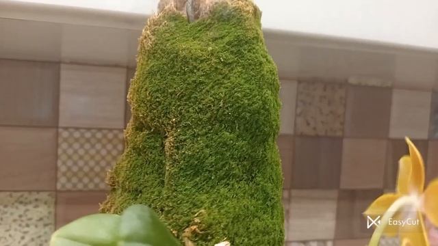Огляд орхідеї Фаленопсис .Полив фаленопсисів на блока
