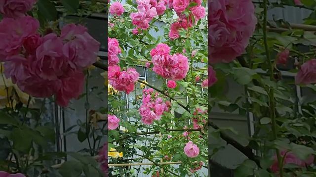17.06.2024🌹🌿🌹🌿🌹😍 Как хороши, как свежи были розы ...😍