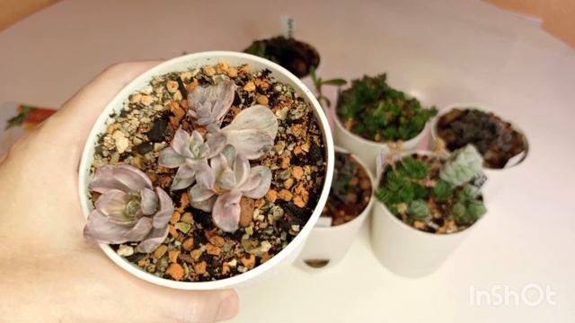 Пятна на листьях суккулентов, почему?