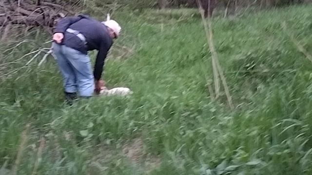 Познакомились щенок и коростель.mp4