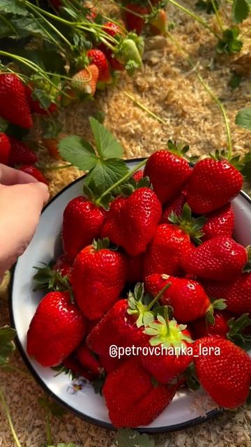 Обзор клубники ДЖУСИ 🍓🍓🍓
Только начинаем её собирать 🤗🤗🤗