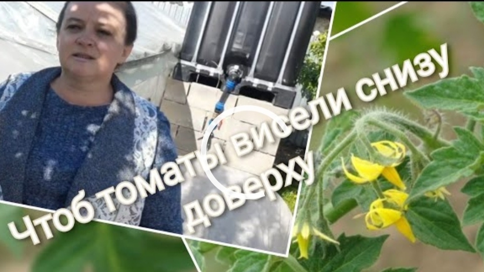 Опыление цветков томатов. Стимулятор плодообразования