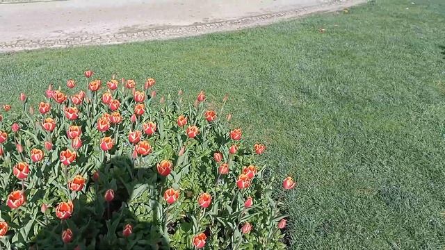 Всюду цветут красивые тюльпаны в садах Паласио де Кри?