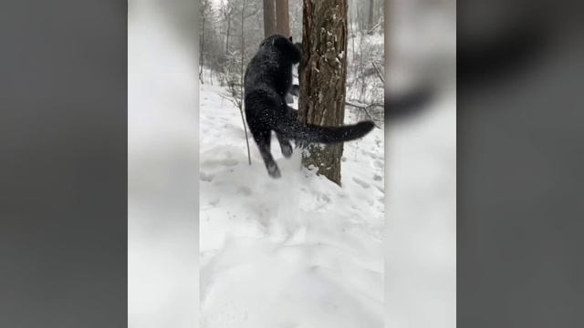 Наш TG https://t.me/liveofcats
