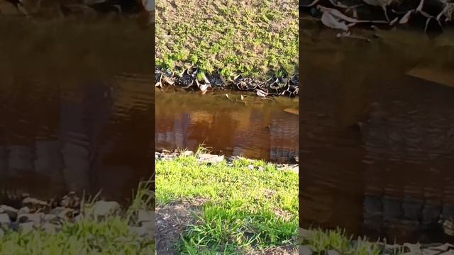 г. Кудрово Лен. Область, чудесный майский день☀.