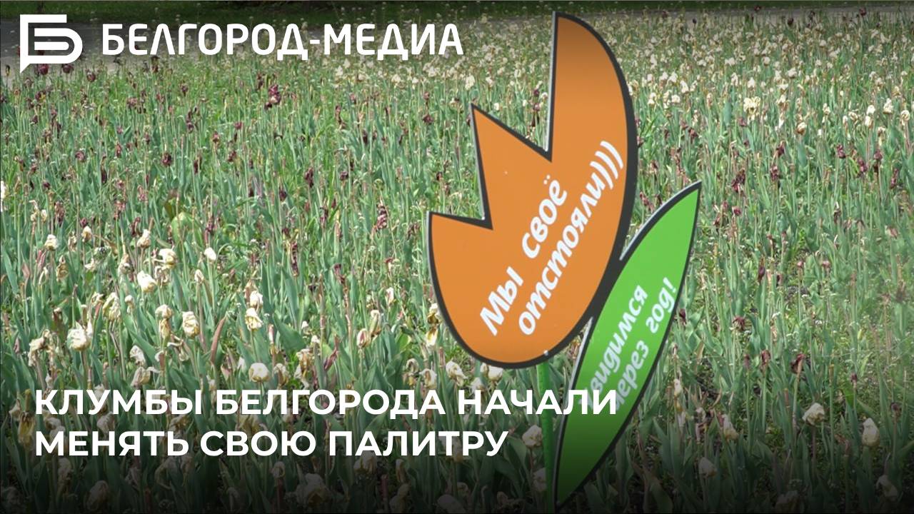 Клумбы Белгорода начали менять свою палитру