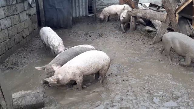 Свинья вырубила саму себя