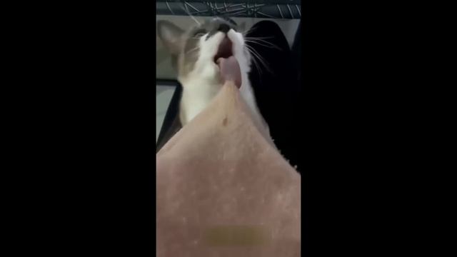 Приколы с котами! - С ОЗВУЧКОЙ! СМЕШНЫЕ КОТЫ и кошки! Са?