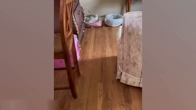 Приколы с котами! НОВОГОДНЯЯ ОЗВУЧКА!  Самые смешные ж?