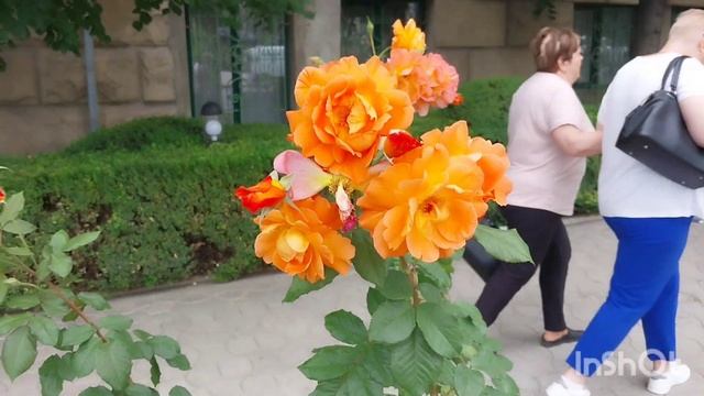 Кишинёв.После ПРОТЕСТА.Главная по орам свисток убрала